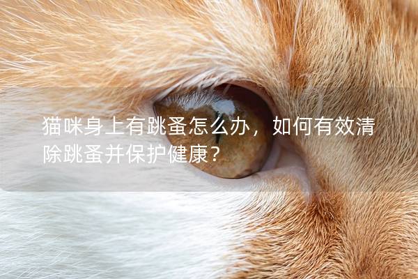 猫咪身上有跳蚤怎么办，如何有效清除跳蚤并保护健康？