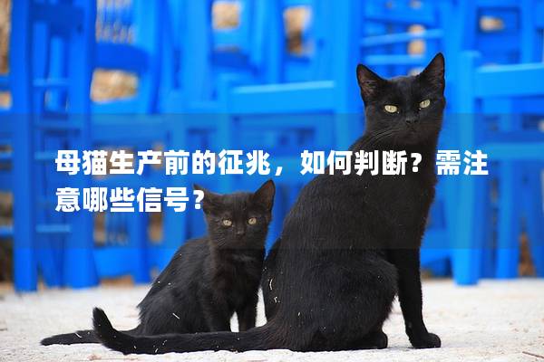 母猫生产前的征兆，如何判断？需注意哪些信号？