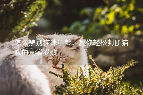 怎么辨别猫咪年龄，教你轻松判断猫咪的真实岁数