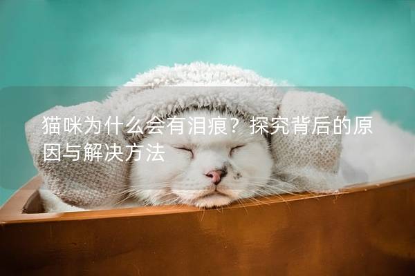 猫咪为什么会有泪痕？探究背后的原因与解决方法