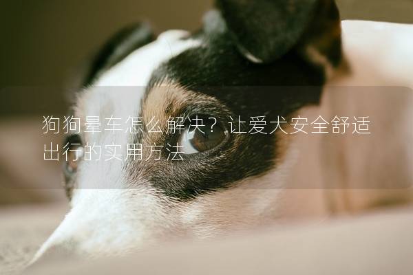 狗狗晕车怎么解决？让爱犬安全舒适出行的实用方法