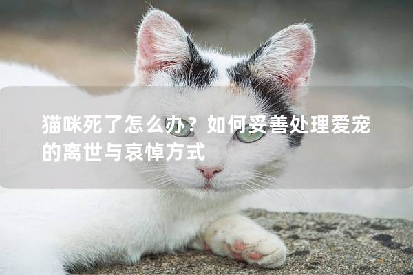 猫咪死了怎么办？如何妥善处理爱宠的离世与哀悼方式