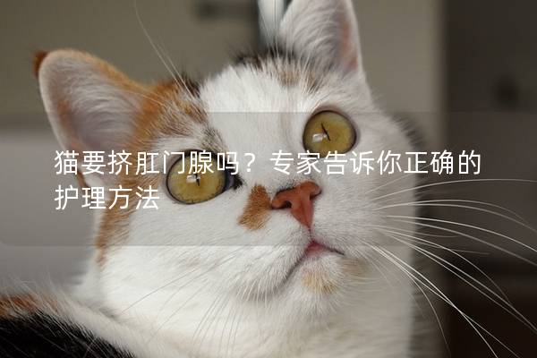 猫要挤肛门腺吗？专家告诉你正确的护理方法