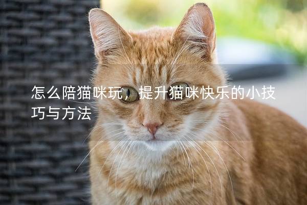 怎么陪猫咪玩，提升猫咪快乐的小技巧与方法