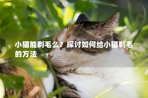 小猫能剃毛么？探讨如何给小猫剃毛的方法