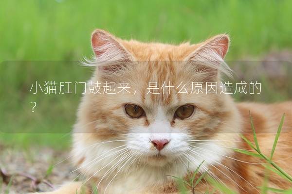 小猫肛门鼓起来，是什么原因造成的？