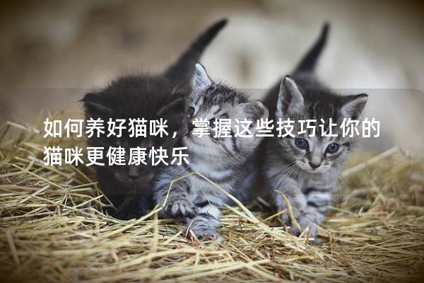 如何养好猫咪，掌握这些技巧让你的猫咪更健康快乐