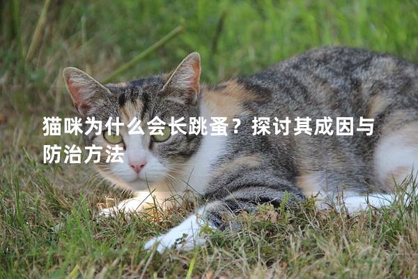 猫咪为什么会长跳蚤？探讨其成因与防治方法