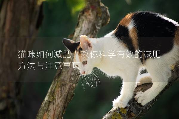 猫咪如何减肥？教你科学有效的减肥方法与注意事项