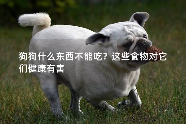 狗狗什么东西不能吃？这些食物对它们健康有害