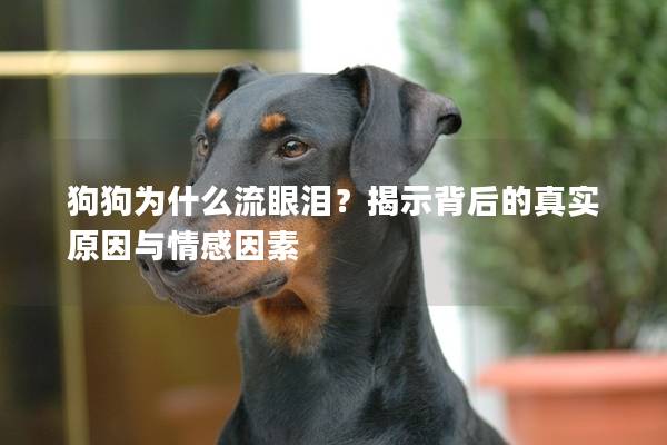 狗狗为什么流眼泪？揭示背后的真实原因与情感因素