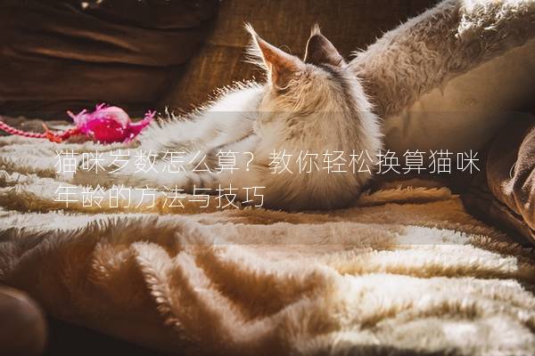 猫咪岁数怎么算？教你轻松换算猫咪年龄的方法与技巧