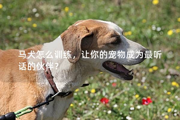 马犬怎么训练，让你的宠物成为最听话的伙伴？