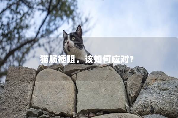 猫肠梗阻，该如何应对？