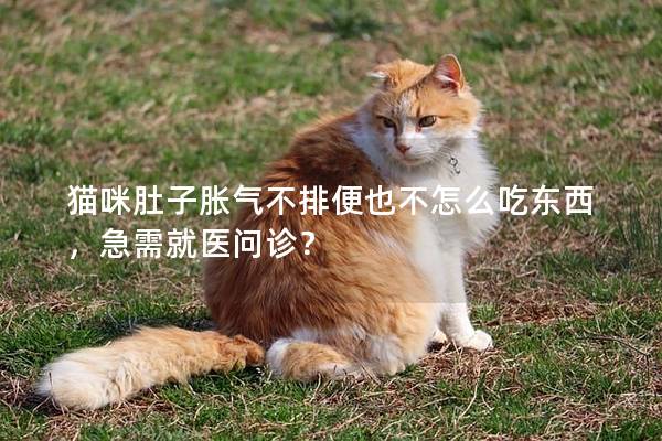 猫咪肚子胀气不排便也不怎么吃东西，急需就医问诊？