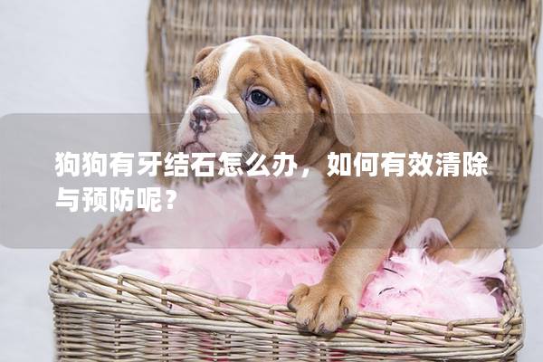 狗狗有牙结石怎么办，如何有效清除与预防呢？