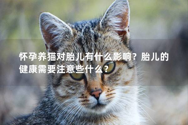 怀孕养猫对胎儿有什么影响？胎儿的健康需要注意些什么？