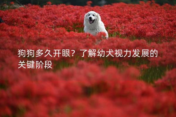 狗狗多久开眼？了解幼犬视力发展的关键阶段