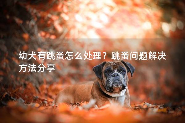 幼犬有跳蚤怎么处理？跳蚤问题解决方法分享