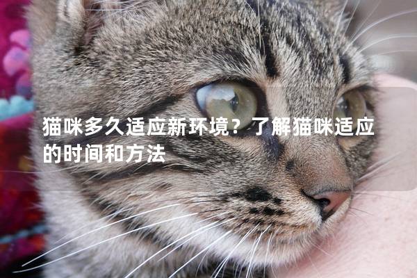 猫咪多久适应新环境？了解猫咪适应的时间和方法