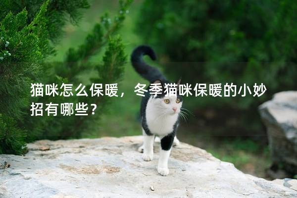 猫咪怎么保暖，冬季猫咪保暖的小妙招有哪些？