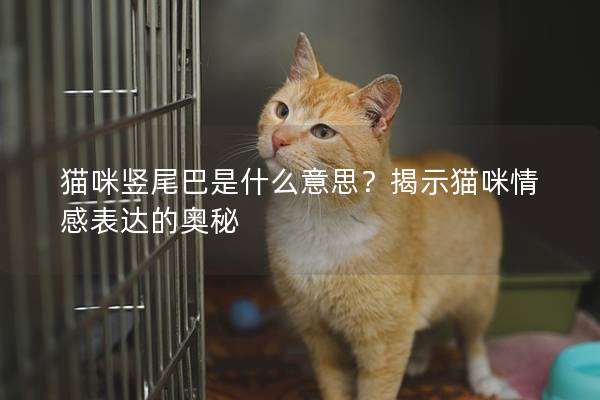 猫咪竖尾巴是什么意思？揭示猫咪情感表达的奥秘