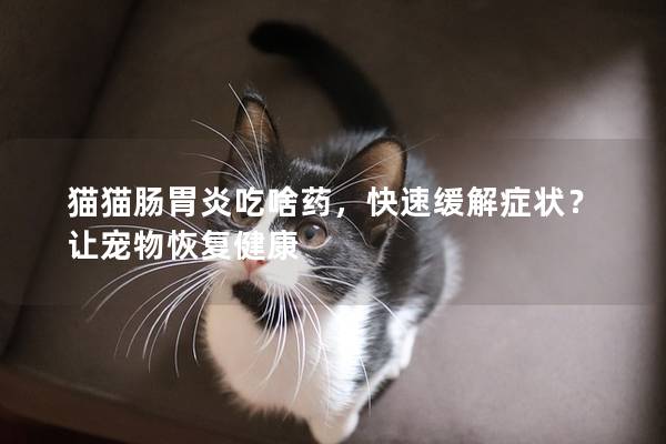 猫猫肠胃炎吃啥药，快速缓解症状？让宠物恢复健康