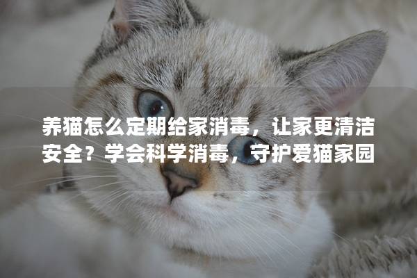 养猫怎么定期给家消毒，让家更清洁安全？学会科学消毒，守护爱猫家园