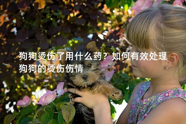 狗狗烫伤了用什么药？如何有效处理狗狗的烫伤伤情