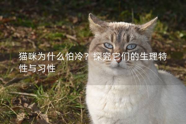 猫咪为什么怕冷？探究它们的生理特性与习性