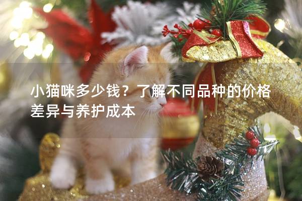 小猫咪多少钱？了解不同品种的价格差异与养护成本