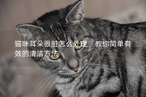 猫咪耳朵很脏怎么处理，教你简单有效的清洁方法