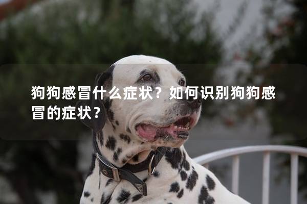 狗狗感冒什么症状？如何识别狗狗感冒的症状？