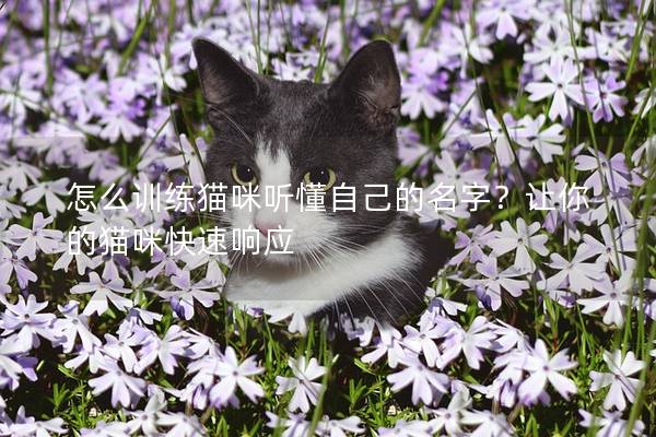 怎么训练猫咪听懂自己的名字？让你的猫咪快速响应