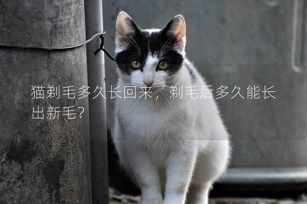 猫剃毛多久长回来，剃毛后多久能长出新毛？