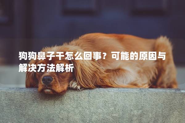 狗狗鼻子干怎么回事？可能的原因与解决方法解析