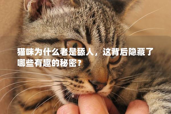 猫咪为什么老是舔人，这背后隐藏了哪些有趣的秘密？