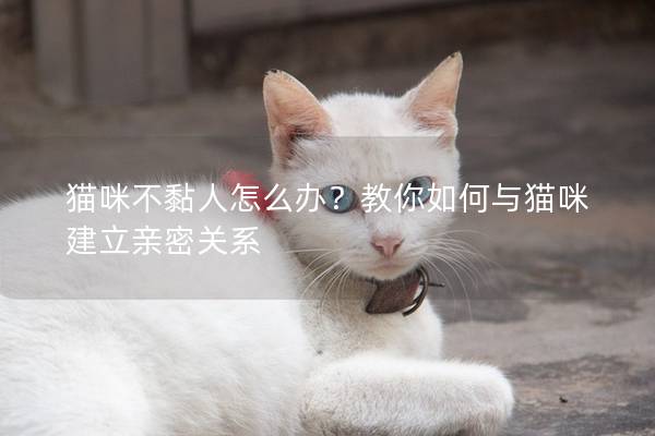 猫咪不黏人怎么办？教你如何与猫咪建立亲密关系