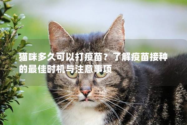 猫咪多久可以打疫苗？了解疫苗接种的最佳时机与注意事项