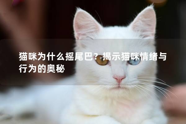 猫咪为什么摇尾巴？揭示猫咪情绪与行为的奥秘