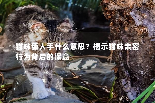 猫咪舔人手什么意思？揭示猫咪亲密行为背后的深意