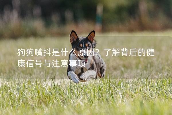 狗狗嘴抖是什么原因？了解背后的健康信号与注意事项