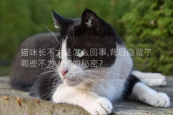 猫咪长不大是怎么回事,背后隐藏了哪些不为人知的秘密？