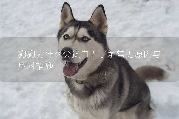 狗狗为什么会贫血？了解常见原因与应对措施