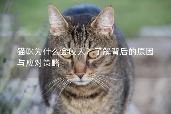 猫咪为什么会咬人？了解背后的原因与应对策略