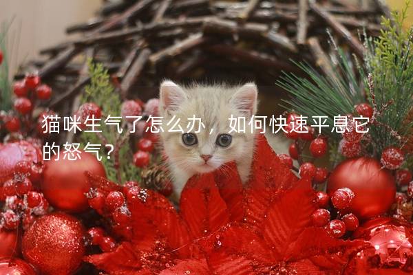 猫咪生气了怎么办，如何快速平息它的怒气？