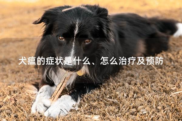 犬瘟的症状是什么、怎么治疗及预防