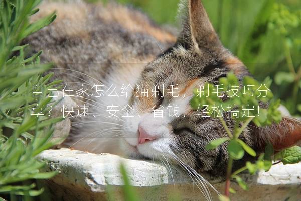 自己在家怎么给猫剃毛，剃毛技巧分享？快速、安全、省钱，轻松搞定!