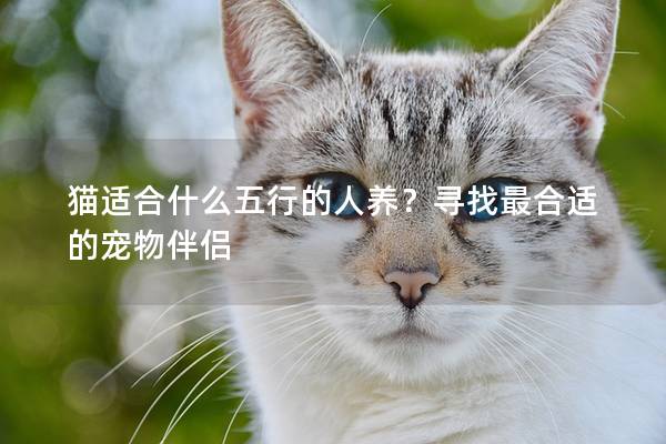 猫适合什么五行的人养？寻找最合适的宠物伴侣