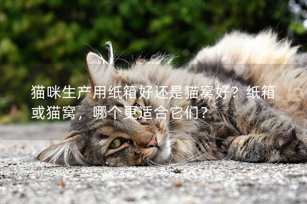 猫咪生产用纸箱好还是猫窝好？纸箱或猫窝，哪个更适合它们？